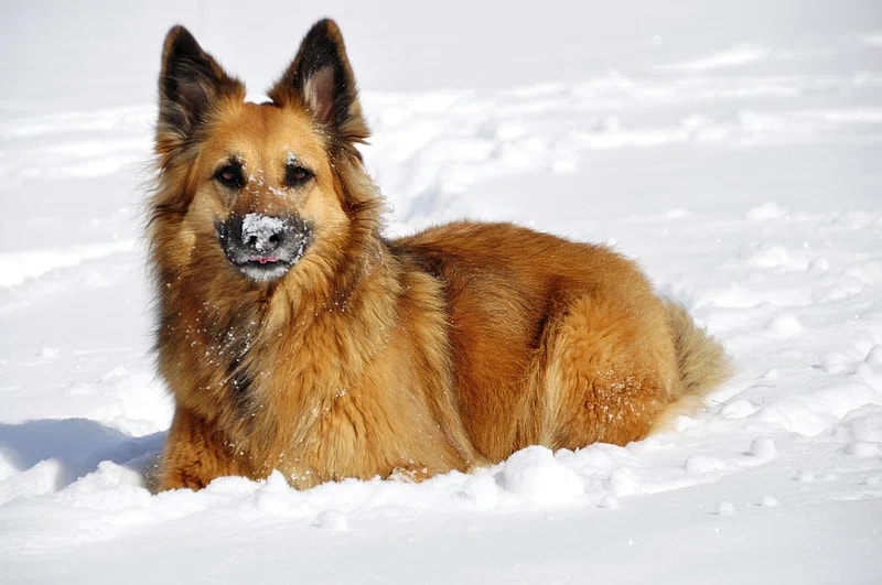 the Finnish Spitz is lying in the snow