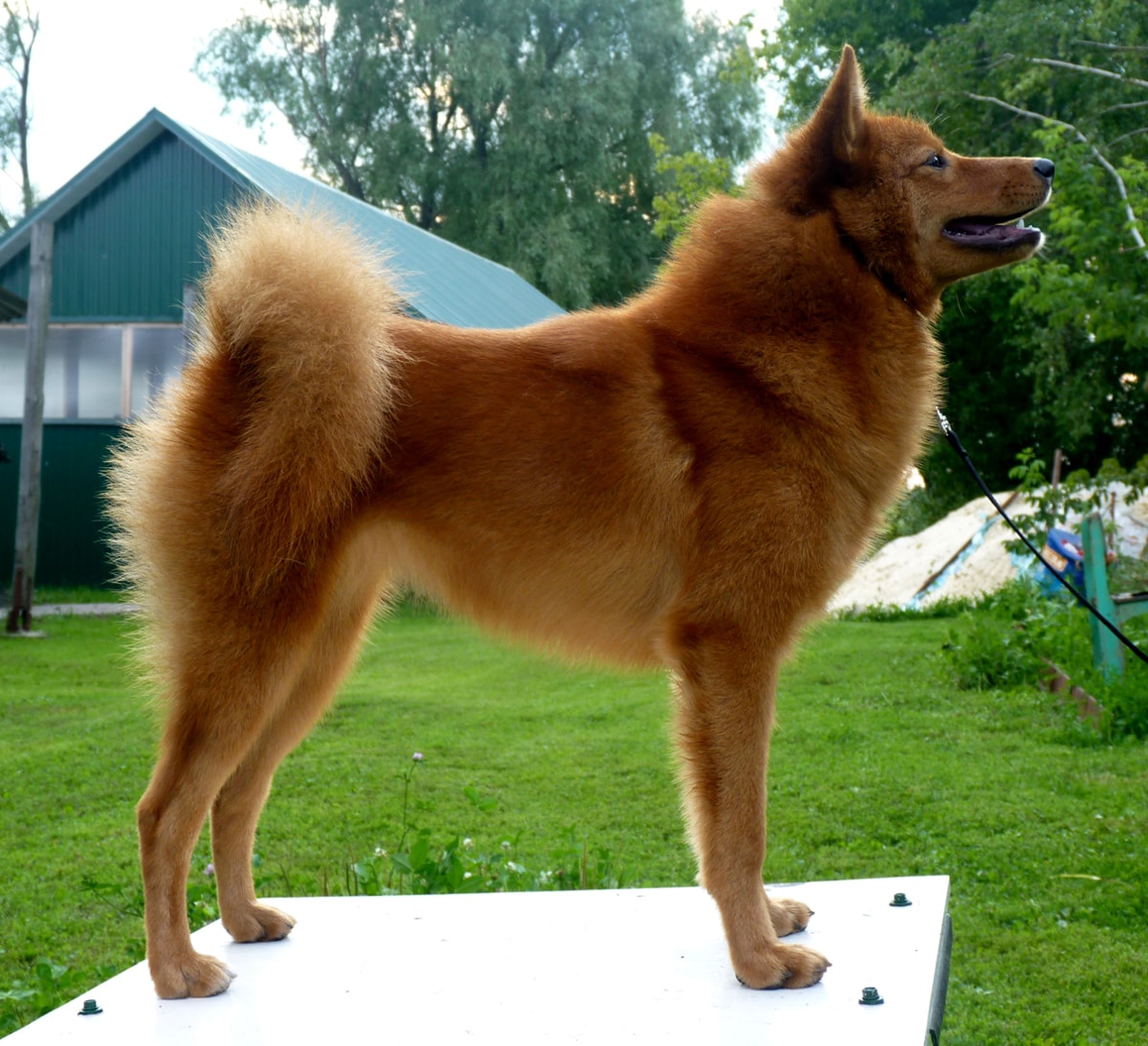 Temperament and personality of the Finnish Spitz